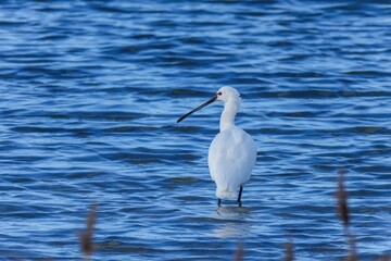 青空映す水面で餌を探すヘラサギ