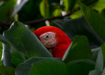 Primer plano de Guacamayo rojo o Lapa roja, variante pacifico de Costa Rica