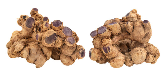 Black galingale rhizome on transparent background.