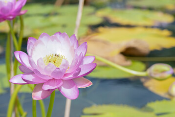 Fresh pink lotus on nature background.