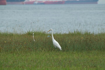 White intermediate egret in a paddy field
