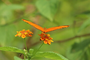 Julia Butterfly on a flower feeding on nectar
