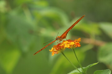 Julia Butterfly on a flower feeding on nectar