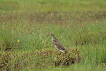 Pond Heron amongst the grass
