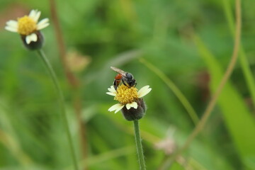 Red Dwarf Honey Bee on a flower feeding on pollen