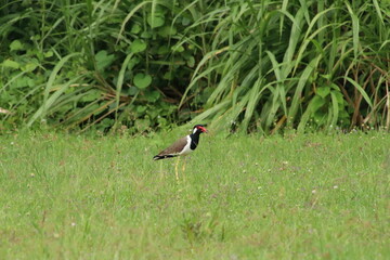 Red Wattled Lapwing on a grass patch