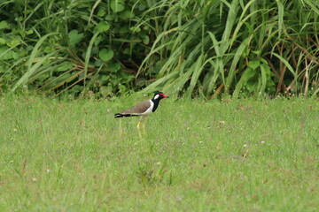 Red Wattled Lapwing on a grass patch