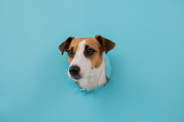 Funny dog muzzle from a hole in a paper blue background. Copy space. 