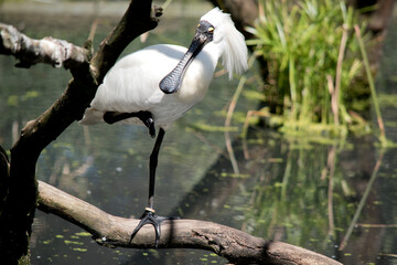 the roayl spoonbill is resting in a tree with one leg up