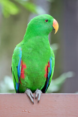 Obraz premium the male eclectus parrot is green