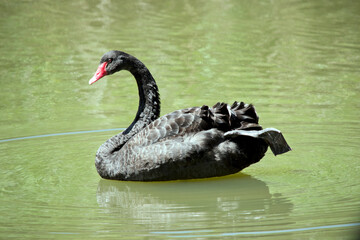 the black swan is a medium sized black bird with a red beak and red eye