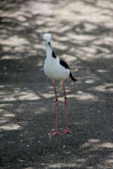 the black winged stilt has long skinny legs to wade through water