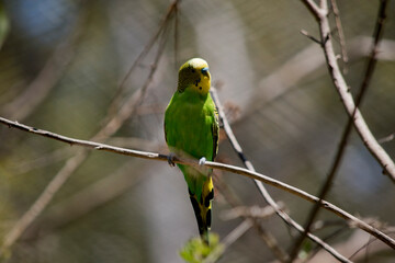 the budgie is perched on a bush