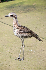 this is a side view of abush stone curlew