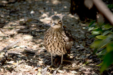The bush stone-curlew or bush thick-knee, also known as the Iben bird is a large, ground-dwelling bird endemic to Australia