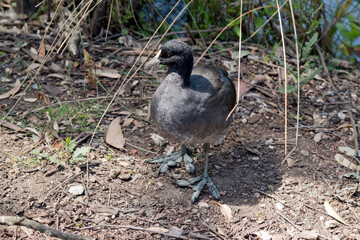 the Eurasian coot is looking for its mother