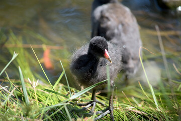 the dusky moorhen chick is wandering through the grass
