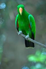 the male eclectus parrot is mainly green with an orange and yellow bill