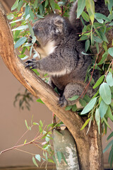 Koalas have a grey body with white chest and white ears