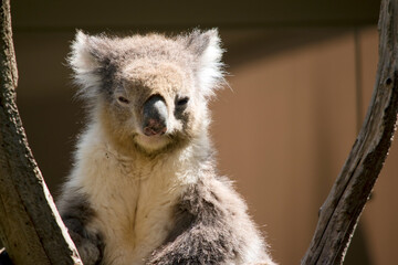 the koala has grey fur on its body a white chest and white ears and a big black nose