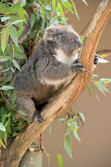 the koala has grey fur on its body a white chest and white ears