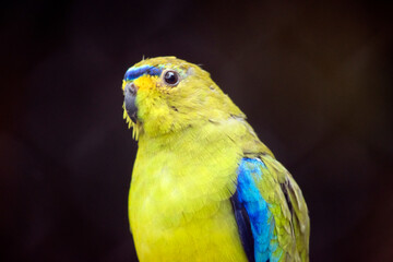 this is a close up of an orange bellied parrot