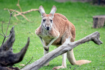 the male red kangaroo has red rufus fur and a grey face