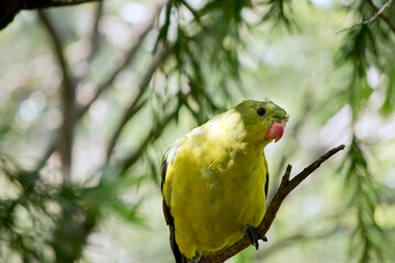 this is a close up of a female regent parrot