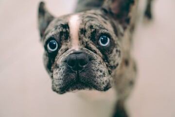 Blue merle french dog looking at the camera