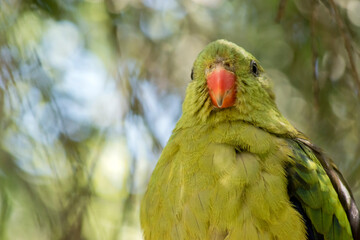 this is a close up of a female regent parrot