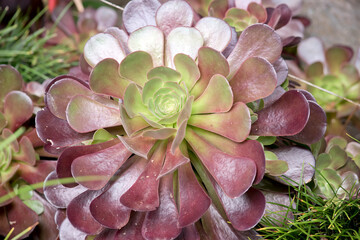 the succulent is green in the center with mauve on its outer leaves