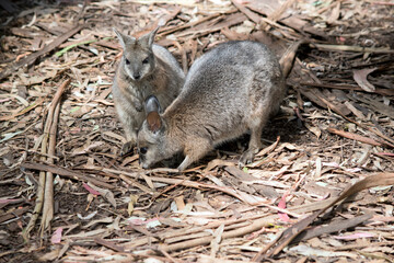 the  wallaby has a grey body with tan shoulders and white stripes down its face. It has a black nose and long eyebrows.