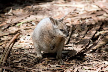 the tammar wallaby is searching for food amongst the leaves