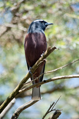 the white browed wood swallow is perched on a tree