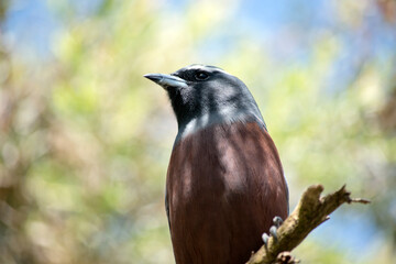 this is a close up of a white browed wood swallow