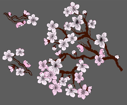 Peach flower and cherry blossom set.Sakura vector set.isolate and golden flower.Free hand Sakura flower vector set, Branch of cherry blossom for rich on red background.plum blossom illustration.
