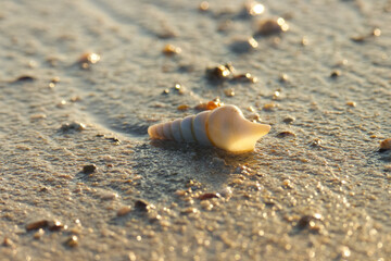 Seashell on the beach.