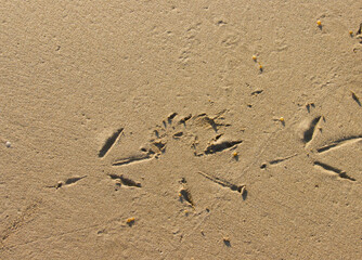 Bird footprints in sand on beach.