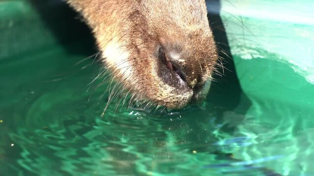 Extreme close up shot of a thirsty kangaroo or wallaroo drinking water from the bucket in wildlife sanctuary, Australian indigenous wildlife animal species.