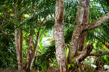 Tree images with customizable space for text or quote. Nature concept and copy space.