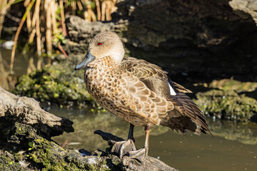 Grey Teal in Victoria, Australia