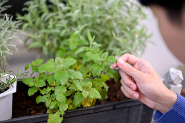 close-up image, A young Asian man harvesting vegetables in his backyard. Gardening