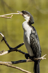 Little Pied Cormorant in Victoria, Australia