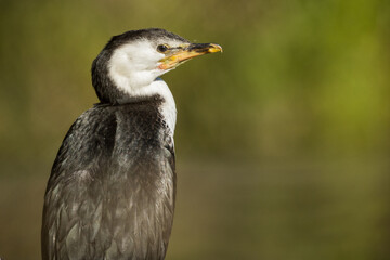 Little Pied Cormorant in Victoria, Australia