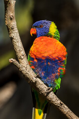 Fototapeta na wymiar Rainbow Lorikeet in Victoria, Australia