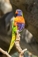 Rainbow Lorikeet in Victoria, Australia