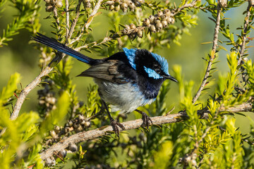 Superb Fairywren in Victoria, Australia