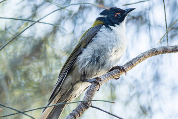White-naped Honeyeater in Victoria, Australia