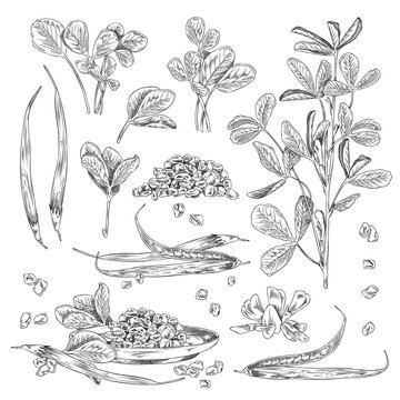 Hand drawn fenugreek plants and pods set sketch style