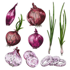 Hand drawn onion set, colored sketch vector illustration isolated on white background. - obrazy, fototapety, plakaty